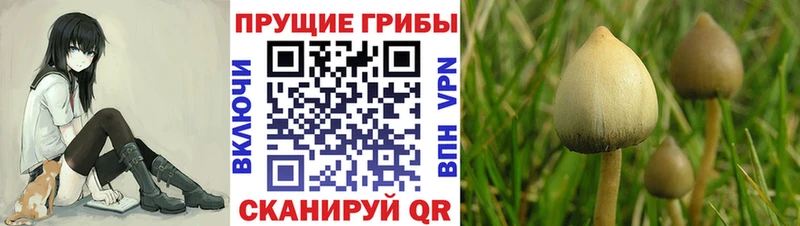Галлюциногенные грибы мицелий Усолье